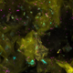Illustration for article titled This Fungus Is Growing All Over Your Body